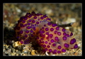   Nudibranch  